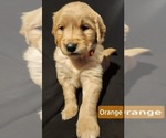 Puppy Orange Labrador Retriever