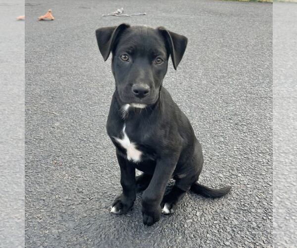 Medium Photo #1 Labrador Retriever-Unknown Mix Puppy For Sale in New Oxford , PA, USA
