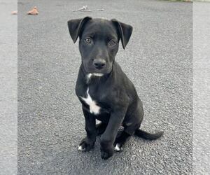 Labrador Retriever-Unknown Mix Dogs for adoption in New Oxford , PA, USA