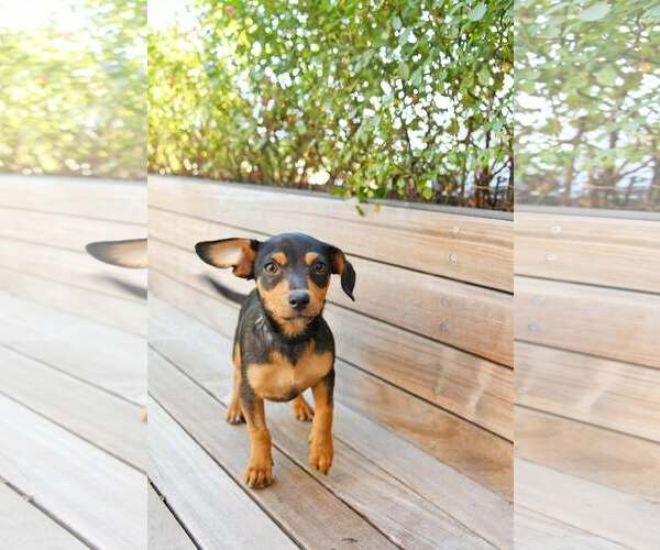 Medium Photo #3 Chipin Puppy For Sale in Sandy, UT, USA