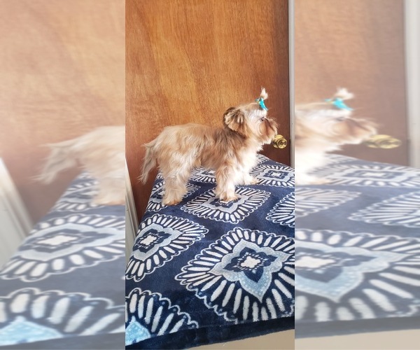 Medium Photo #1 Yorkshire Terrier Puppy For Sale in FORT MOHAVE, AZ, USA