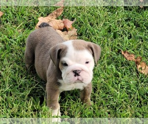 Bulldog Puppy for sale in GRANBY, MO, USA