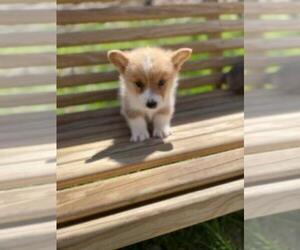 Pembroke Welsh Corgi Puppy for sale in SPENCER, TN, USA