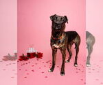 Small #10 Labrador Retriever Mix