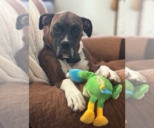 Medium Photo #1 Boxer Puppy For Sale in Woodbury, MN, USA