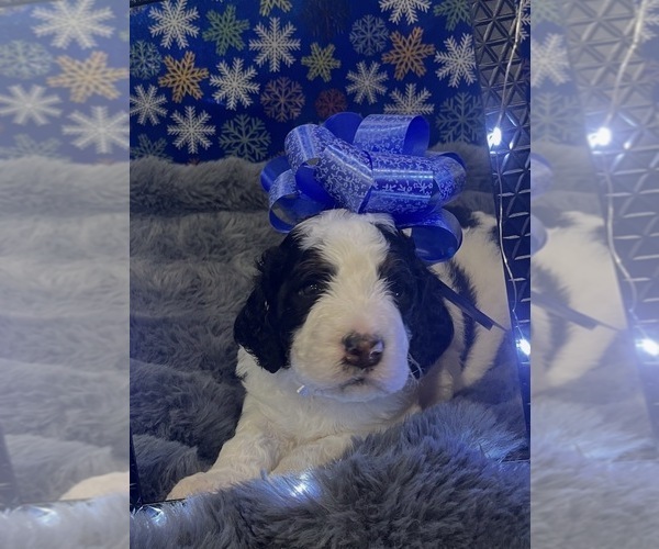 Medium Photo #4 Bernedoodle Puppy For Sale in CLEVELAND, TN, USA