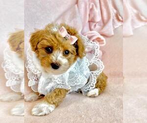Poodle (Toy) Puppy for sale in MIAMI, FL, USA