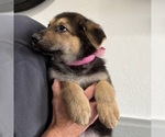 Small Photo #35 German Shepherd Dog Puppy For Sale in BRIGHTON, CO, USA