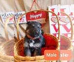 Small Photo #6 German Shepherd Dog Puppy For Sale in COWGILL, MO, USA