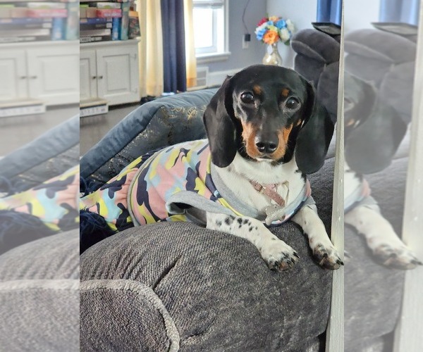 Medium Photo #1 Dachshund Puppy For Sale in DETROIT, MI, USA