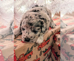 Small Photo #2 Aussiedoodle Puppy For Sale in SPARTA, MO, USA