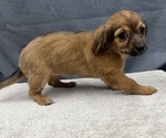 Small Photo #18 Chiweenie Puppy For Sale in SAINT AUGUSTINE, FL, USA