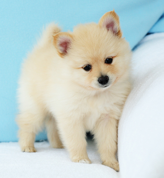 Medium Photo #5 Pomeranian Puppy For Sale in FRAZER, PA, USA