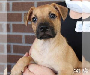 Mutt Dogs for adoption in Washington, DC, USA