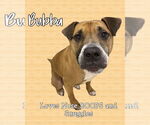 Small Boxer Mix