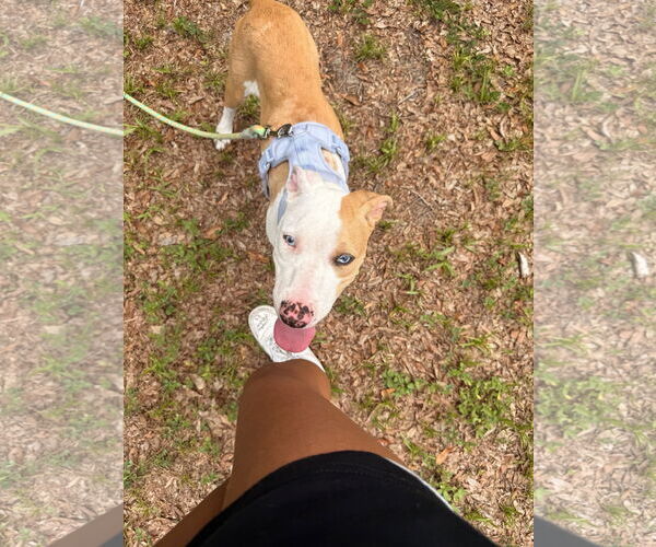 Medium Photo #7 Catahoula Leopard Dog-Unknown Mix Puppy For Sale in Sanford, FL, USA