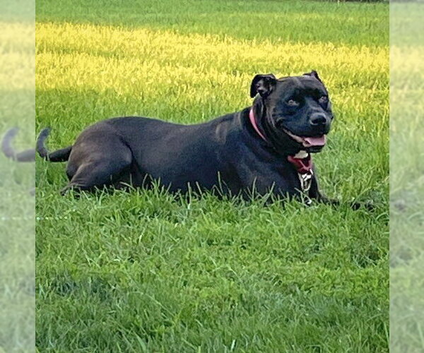 Medium Photo #8 American Bulldog-American Staffordshire Terrier Mix Puppy For Sale in Huntley, IL, USA