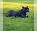 Small #7 American Bulldog-American Staffordshire Terrier Mix