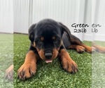 Puppy Green Rottweiler