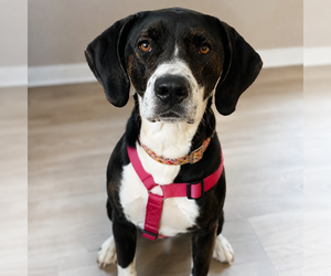 Mutt Dogs for adoption in Mooresville, NC, USA