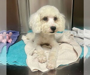 Poochon Dogs for adoption in San Diego , CA, USA
