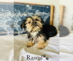 Small Photo #14 Morkie Puppy For Sale in MURFREESBORO, TN, USA