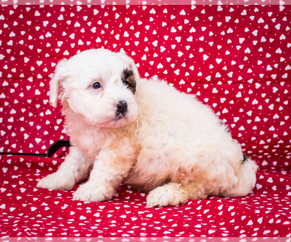 Medium Photo #10 Saint Berdoodle Puppy For Sale in WAKARUSA, IN, USA