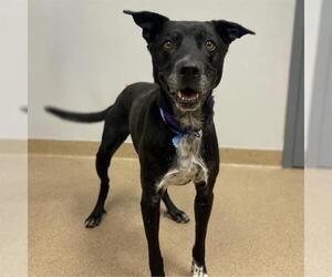 Medium Labrador Retriever Mix