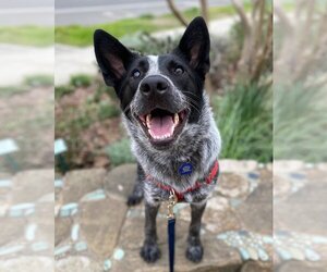 Mutt Dogs for adoption in Davis, CA, USA