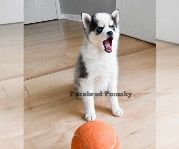 Medium Photo #4 Pomsky Puppy For Sale in KANSAS CITY, MO, USA