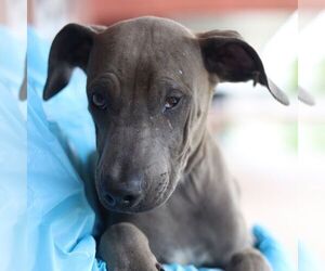 Labrador Retriever-Unknown Mix Dogs for adoption in San Antonio, TX, USA