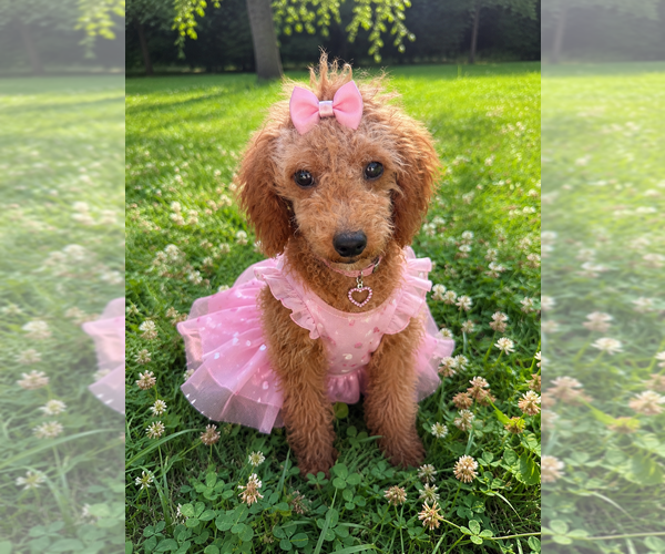 Medium Photo #31 Goldendoodle mix (+ Poodle Miniature) Puppy For Sale in DURHAM, CT, USA