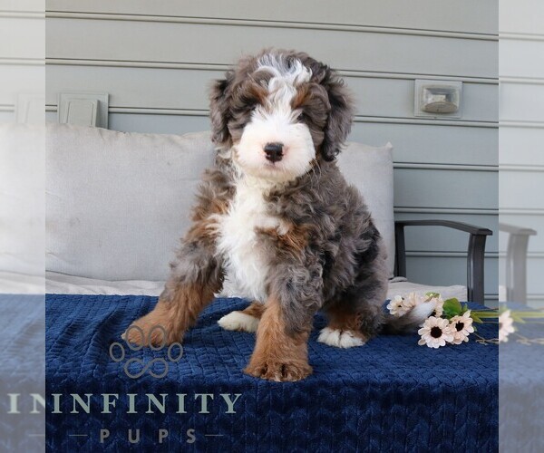 Medium Photo #3 Bernedoodle (Miniature) Puppy For Sale in NARVON, PA, USA