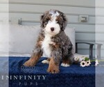 Small #2 Bernedoodle (Miniature)