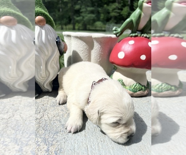 Medium Photo #1 Golden Retriever Puppy For Sale in NEOLA, WV, USA