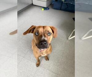 Black Mouth Cur Dogs for adoption in Bakersfield, CA, USA