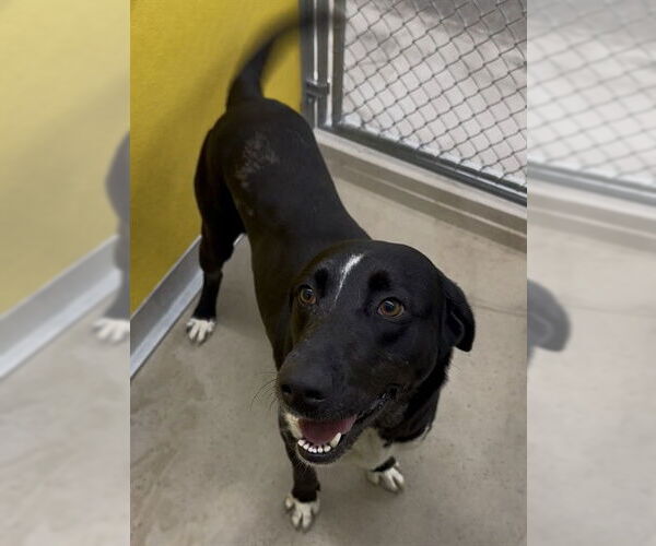Medium Photo #1 Labrador Retriever-Unknown Mix Puppy For Sale in Temple, TX, USA