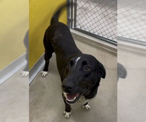 Labrador Retriever-Unknown Mix Dogs for adoption in Temple, TX, USA