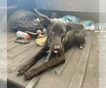 Small #10 German Shepherd Dog Mix