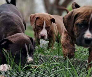 American Bulldog-American Bully Mix Puppy for sale in DIXON, MO, USA