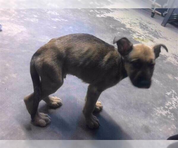 Medium Photo #1 German Shepherd Dog-Unknown Mix Puppy For Sale in Tallahassee, FL, USA