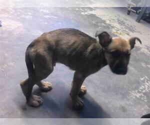 German Shepherd Dog-Unknown Mix Dogs for adoption in Tallahassee, FL, USA
