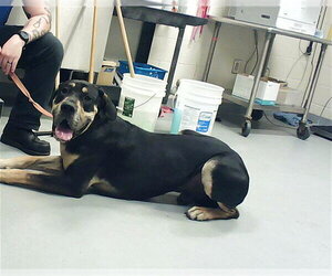 Great Dane Dogs for adoption in Fayetteville, NC, USA