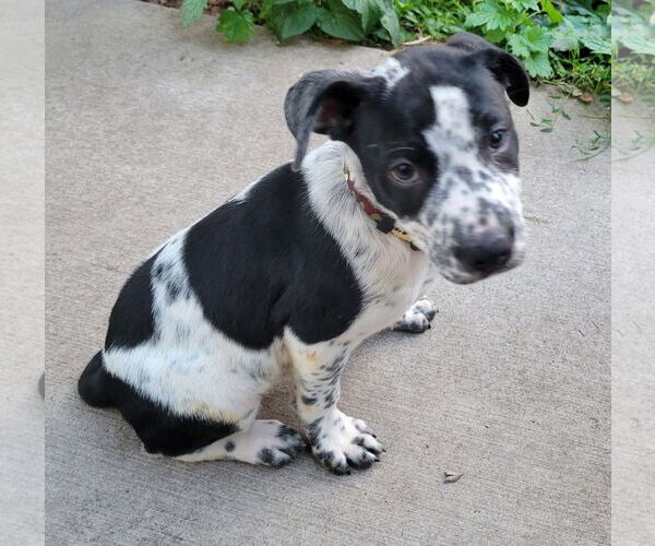 Medium Photo #4 American Pit Bull Terrier-Unknown Mix Puppy For Sale in New London, WI, USA