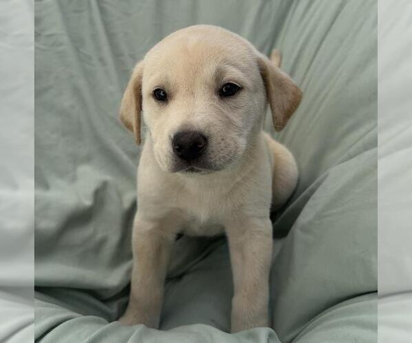 Medium Photo #3 Labrador Retriever-Unknown Mix Puppy For Sale in San Diego, CA, USA
