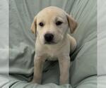Small #2 Labrador Retriever Mix