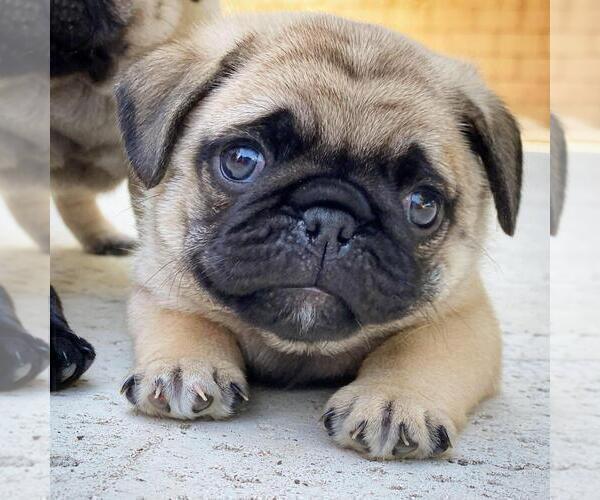 Medium Photo #1 Pug Puppy For Sale in ROUND ROCK, TX, USA