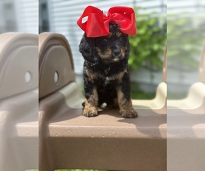 Cavapoo Puppy for sale in ROYAL OAK, MI, USA