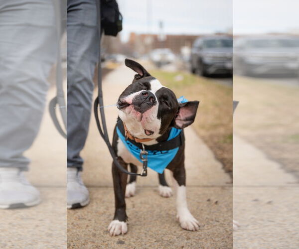 Medium Photo #11 Mutt Puppy For Sale in Alexandria, VA, USA