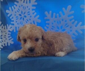 Poodle (Miniature) Puppy for sale in PARKER, PA, USA